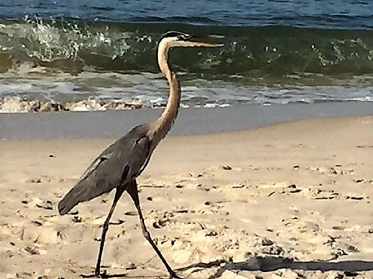 Phoenix Gulf Shores 1203 By Bender Vacation Rentals Екстериор снимка